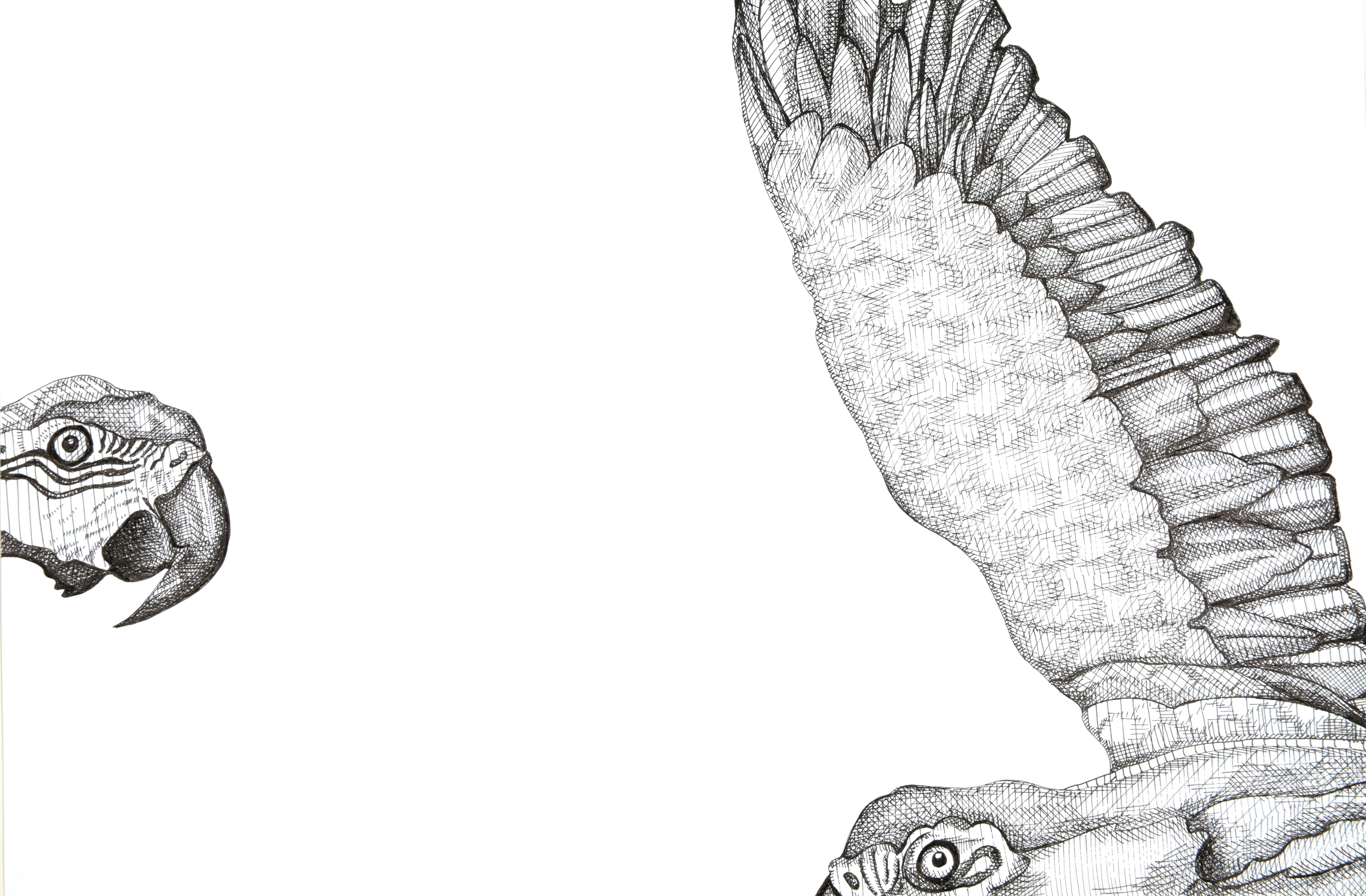 Pappagalli Volanti - Animal Art Grigio di Arianna Fioratti Loreto