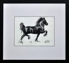 Used Black Welsh Cob. Wales Native Heritage Horse Breed Society. 