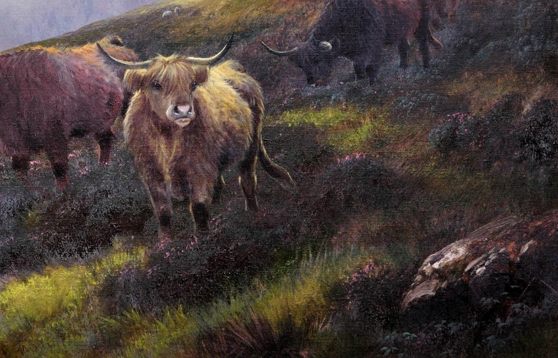 Moorland Rovers, Perthshire, North Britain. Scotland. Highland Cattle. Cows. 12