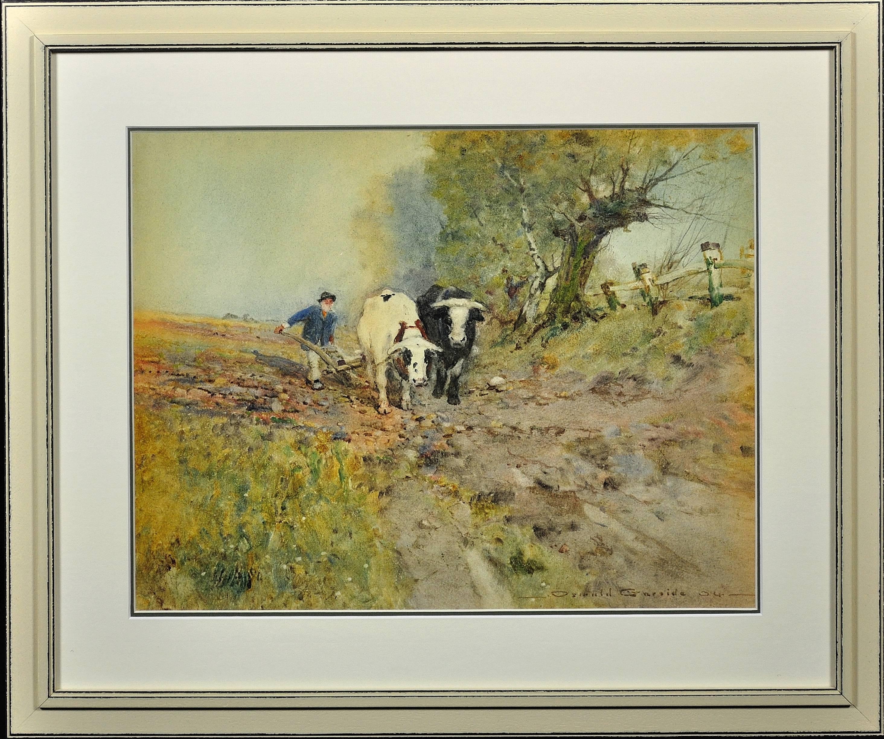 Bullocks Ploughing. Arable Farming. Field. Plough. Original Victorian Watercolor
