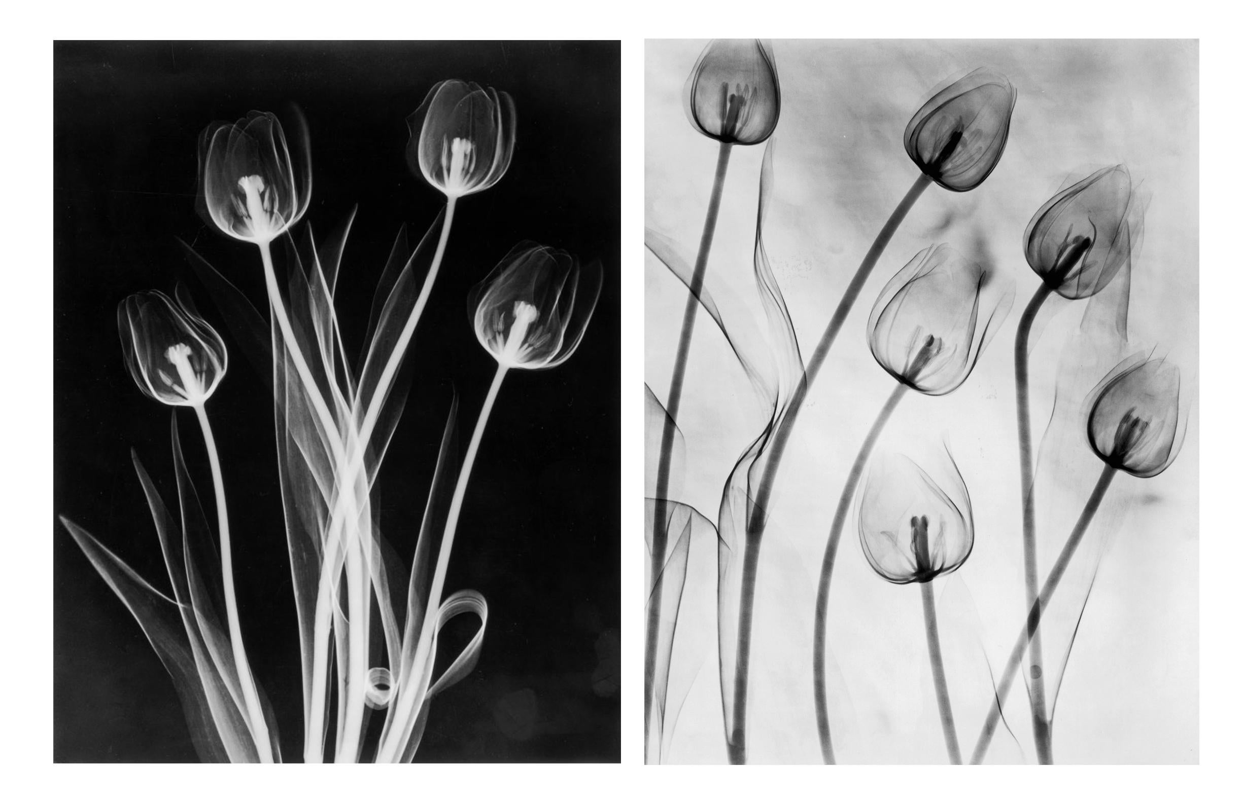Edward Charles Le Grice Black and White Photograph - X-Ray Tulips Diptych, Circa 1910, Silver Gelatin prints, Black & White, Abstract