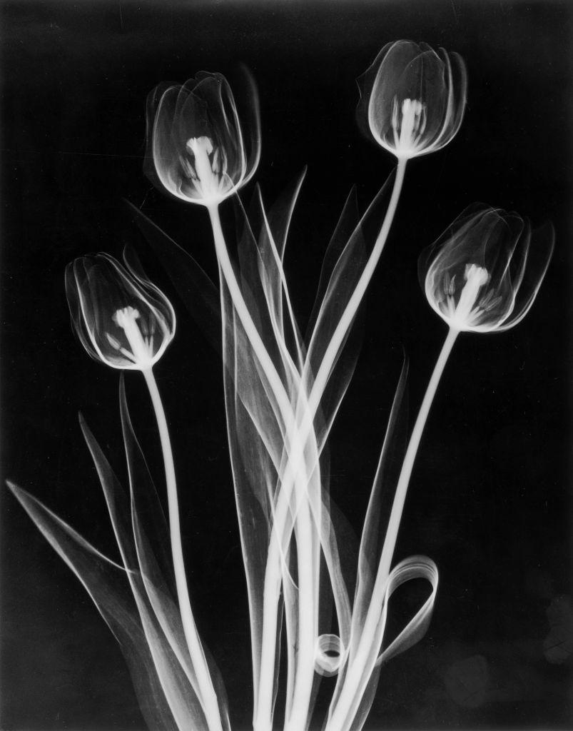 X-Ray Tulips Diptych, Circa 1910, Silver Gelatin prints, Black & White, Abstract - Photograph by Edward Charles Le Grice
