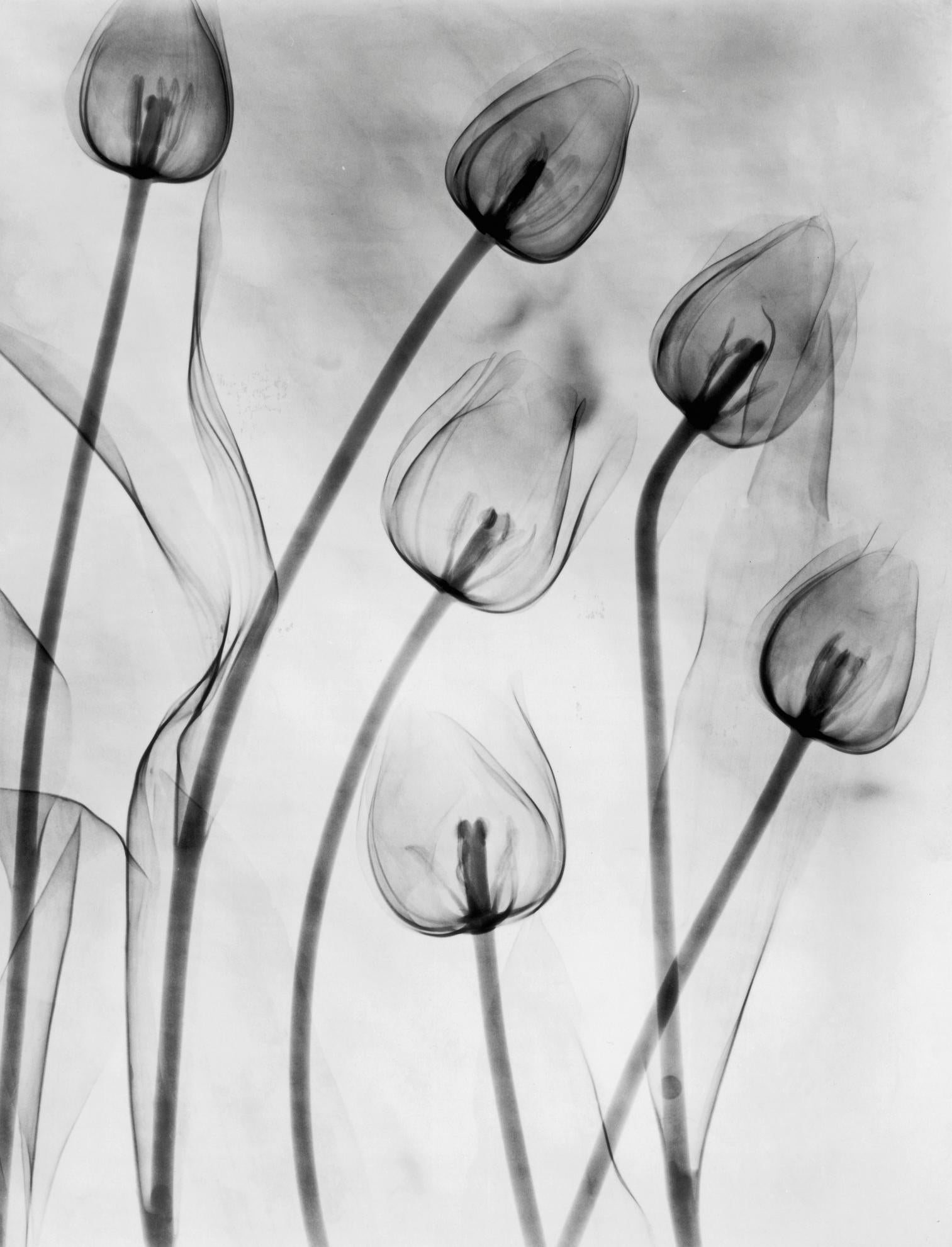 X-Ray Tulips Diptych, Circa 1910, Acrylic Mount prints, Black & White, Abstract (Abstrakt), Photograph, von Edward Charles Le Grice