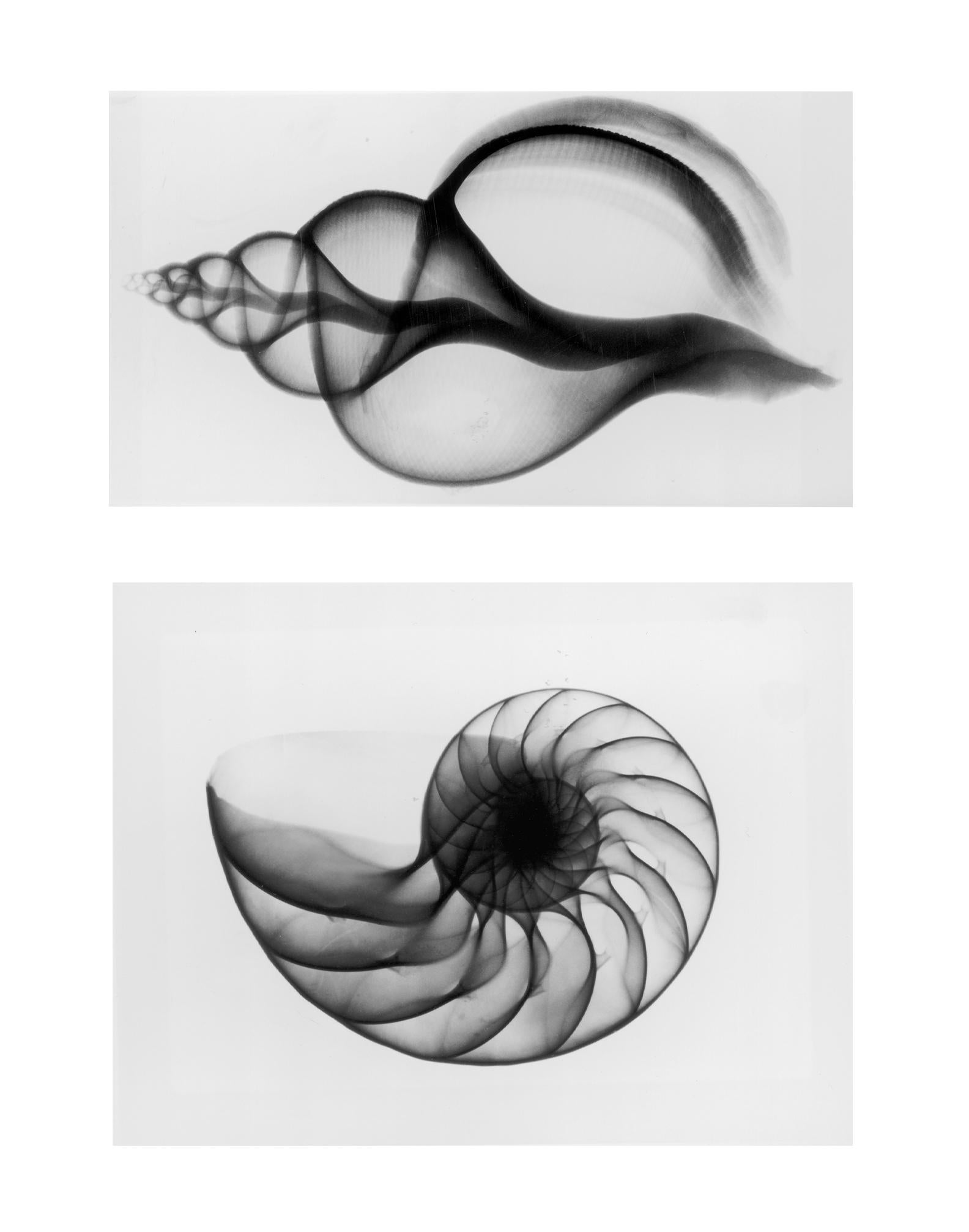 Edward Charles Le Grice Black and White Photograph - X-Ray Seashell Pair, Circa 1910, Silver Gelatin prints, Black & White, Abstract