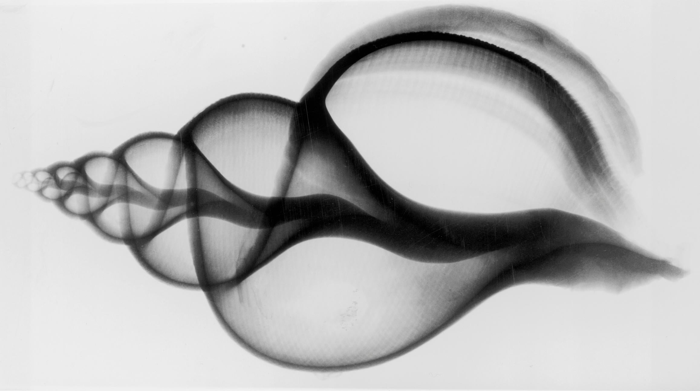 X-Ray Seashell Pair, Circa 1910, Silver Gelatin prints, Black & White, Abstract - Photograph by Edward Charles Le Grice