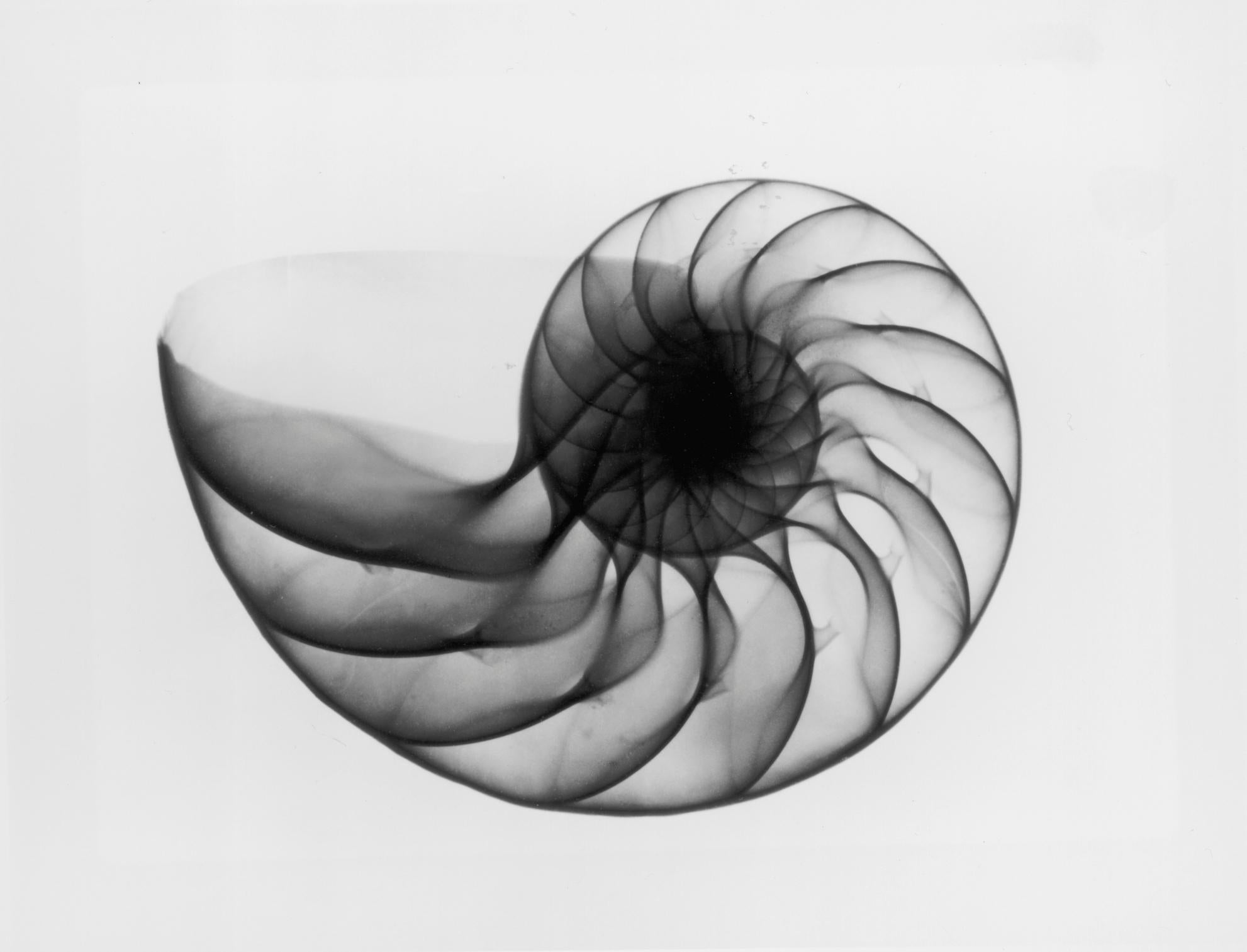 X-Ray Seashell Pair, Circa 1910, Silver Gelatin prints, Black & White, Abstract - Gray Black and White Photograph by Edward Charles Le Grice