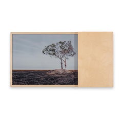 'Temporary Monument #4: O Enforcado' -  landscape, palm tree, human figure
