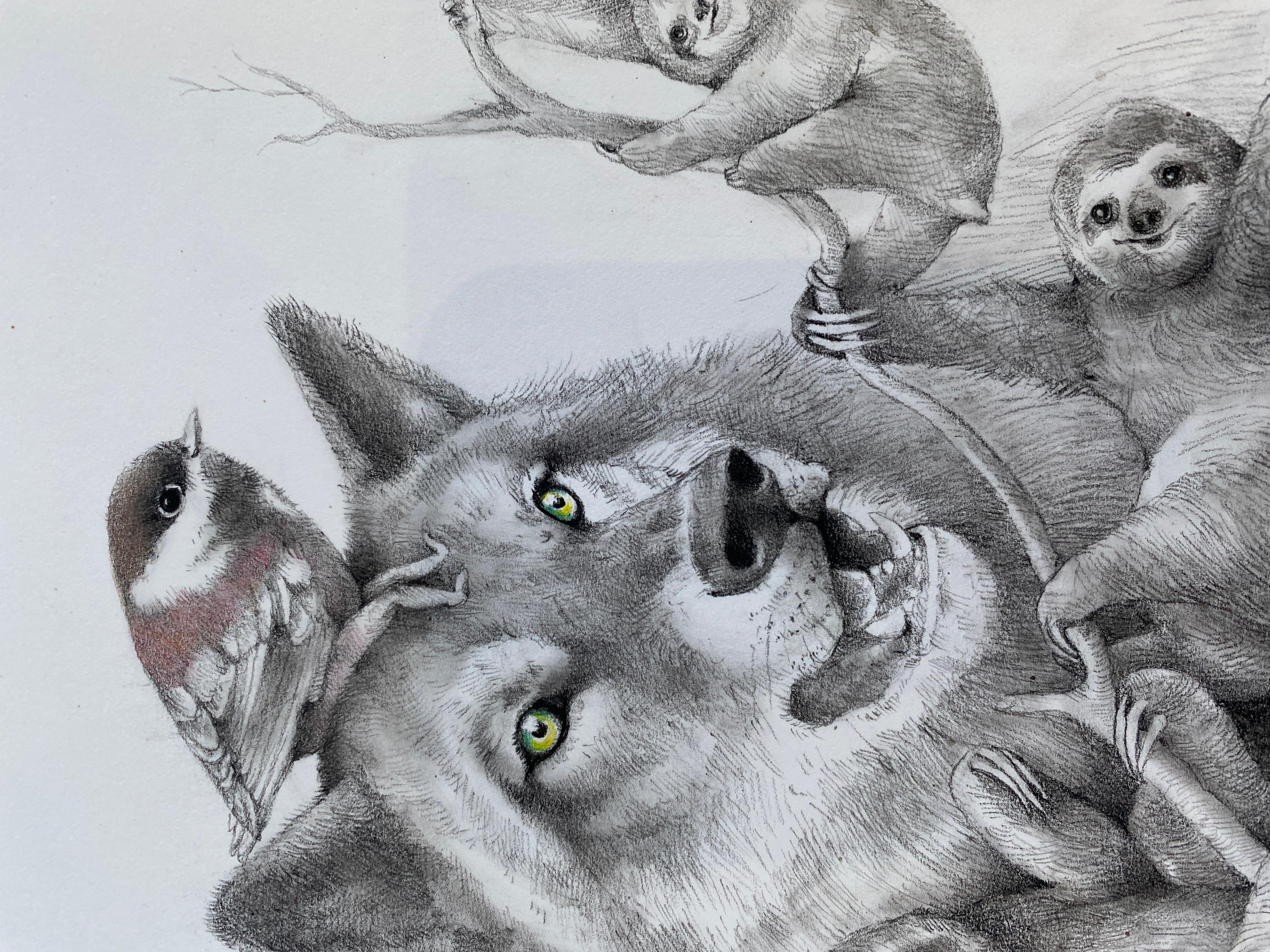 Loup et paresseux en vente 2
