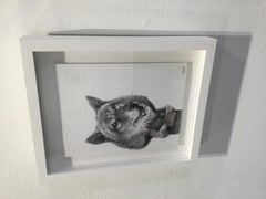 The Welcome Coyote