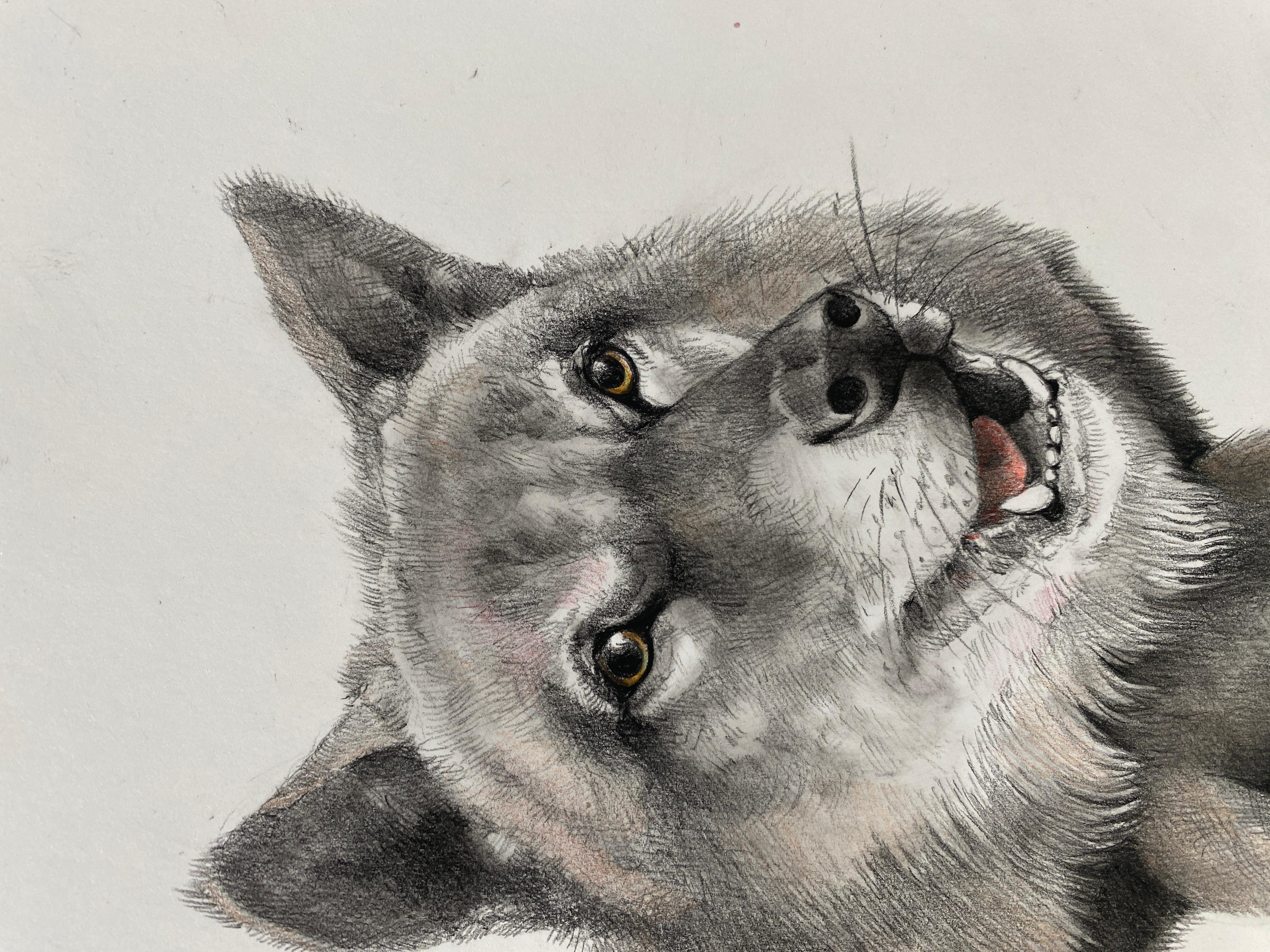 Bienvenue Coyote - Contemporain Art par Adonna Khare