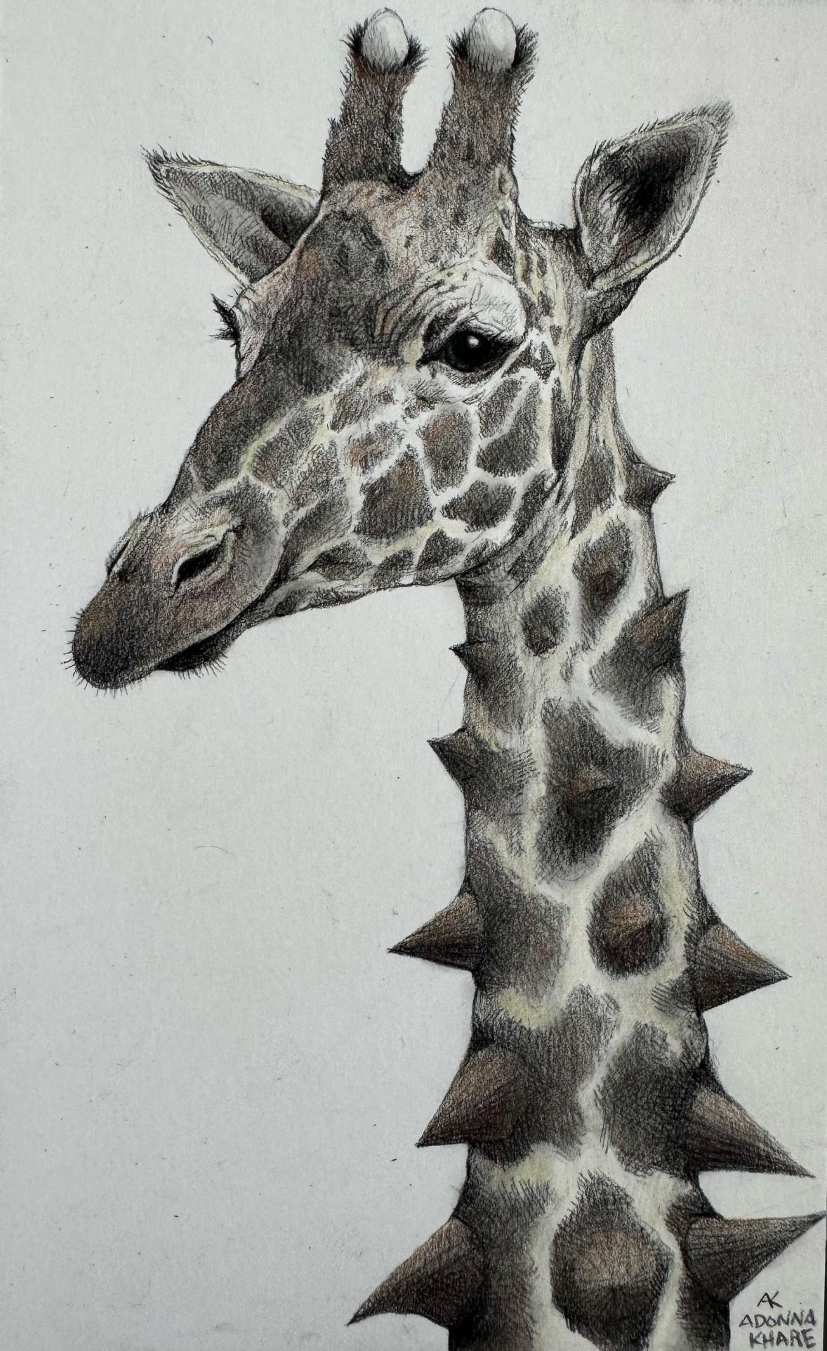 The Giraffe