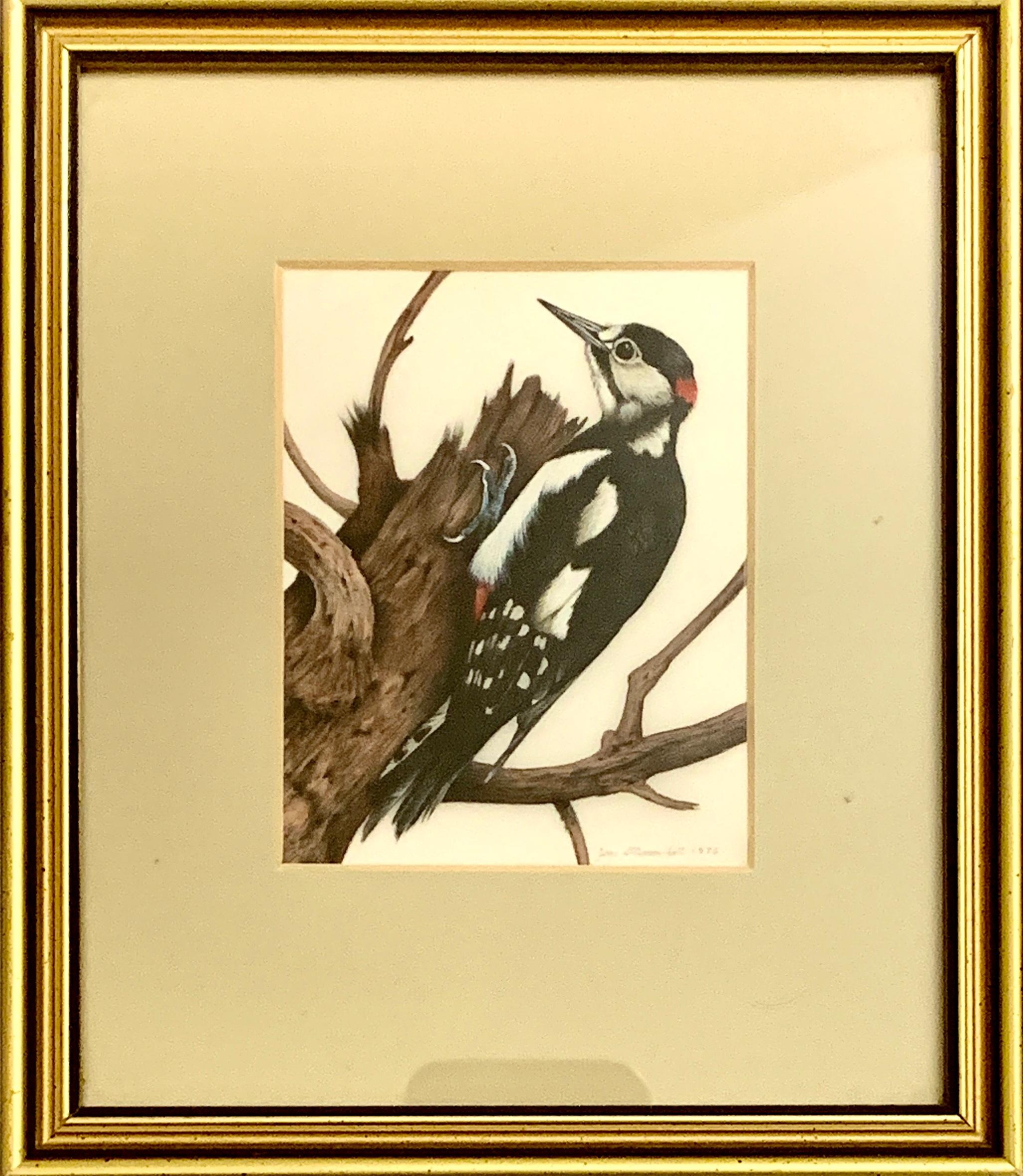 James Williamson-Bell Figurative Art - English 20th century study of a woodpecker bird