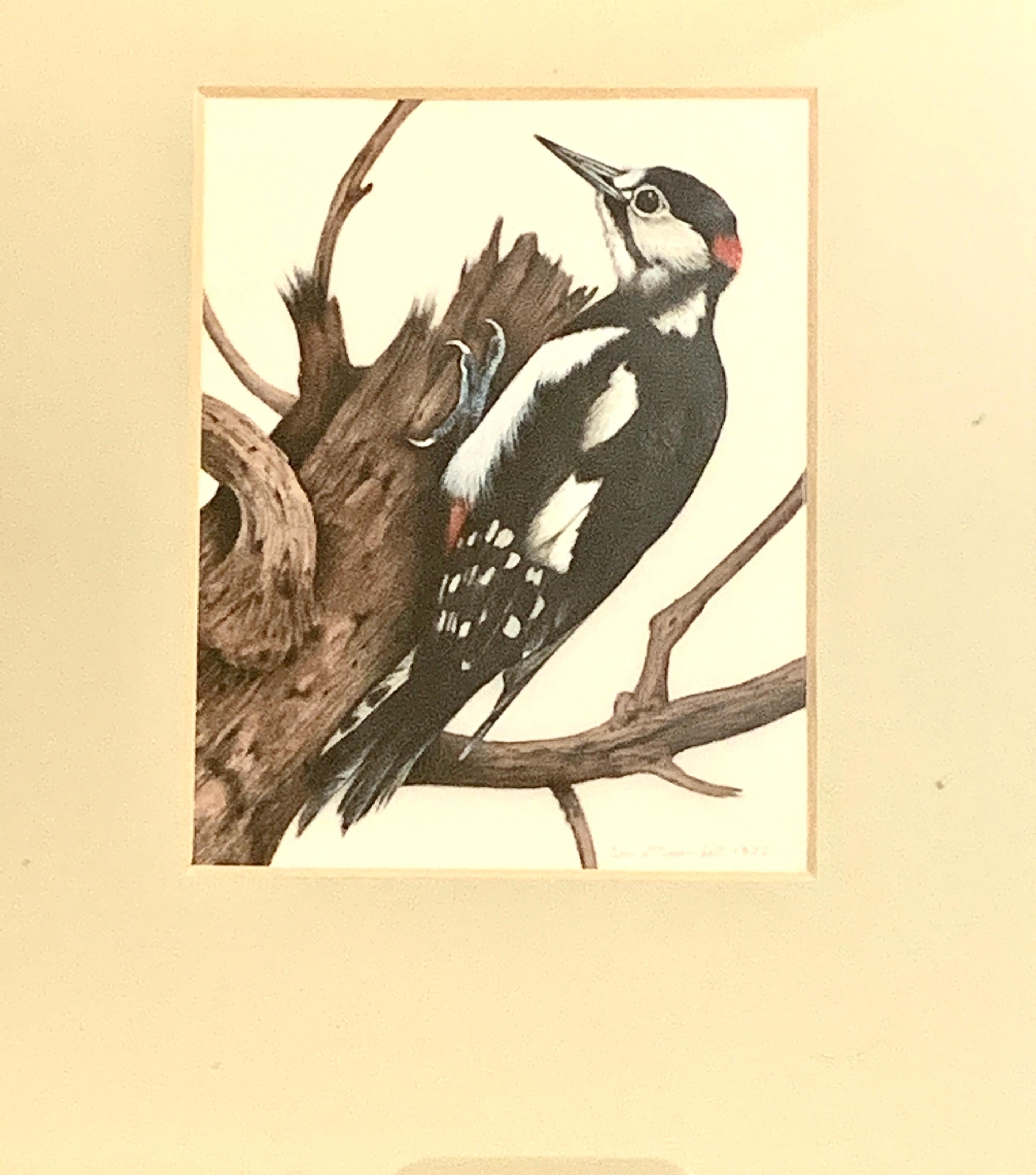 English 20th century study of a woodpecker bird - Art by James Williamson-Bell