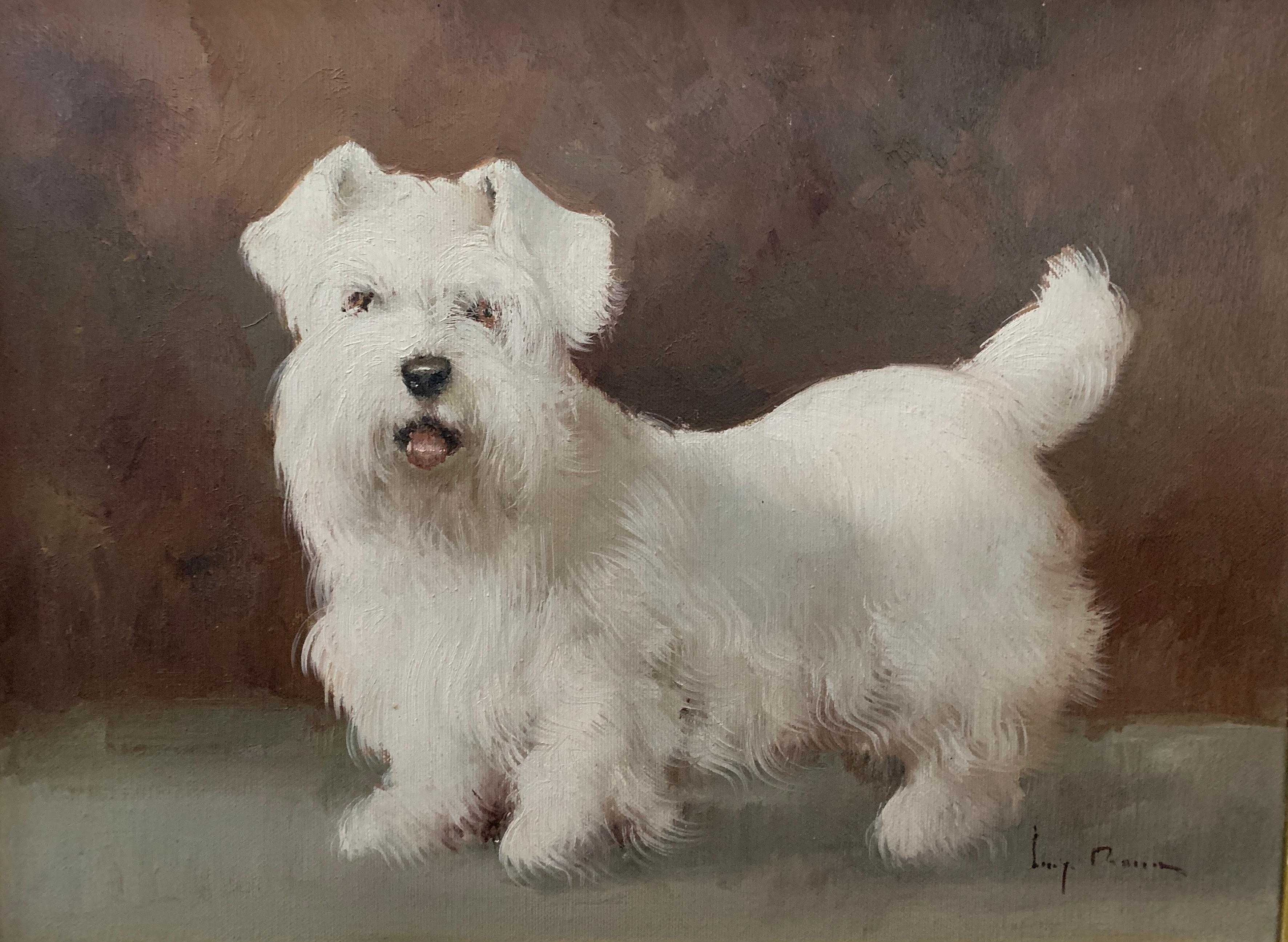 Portrait study of a West Highland White Terrier or Westie, white puppy or dog - Painting by Professor Luigi (Gigi) Rocca 