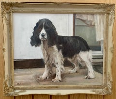 20th century English portrait of a standing Springer Spaniel dog.