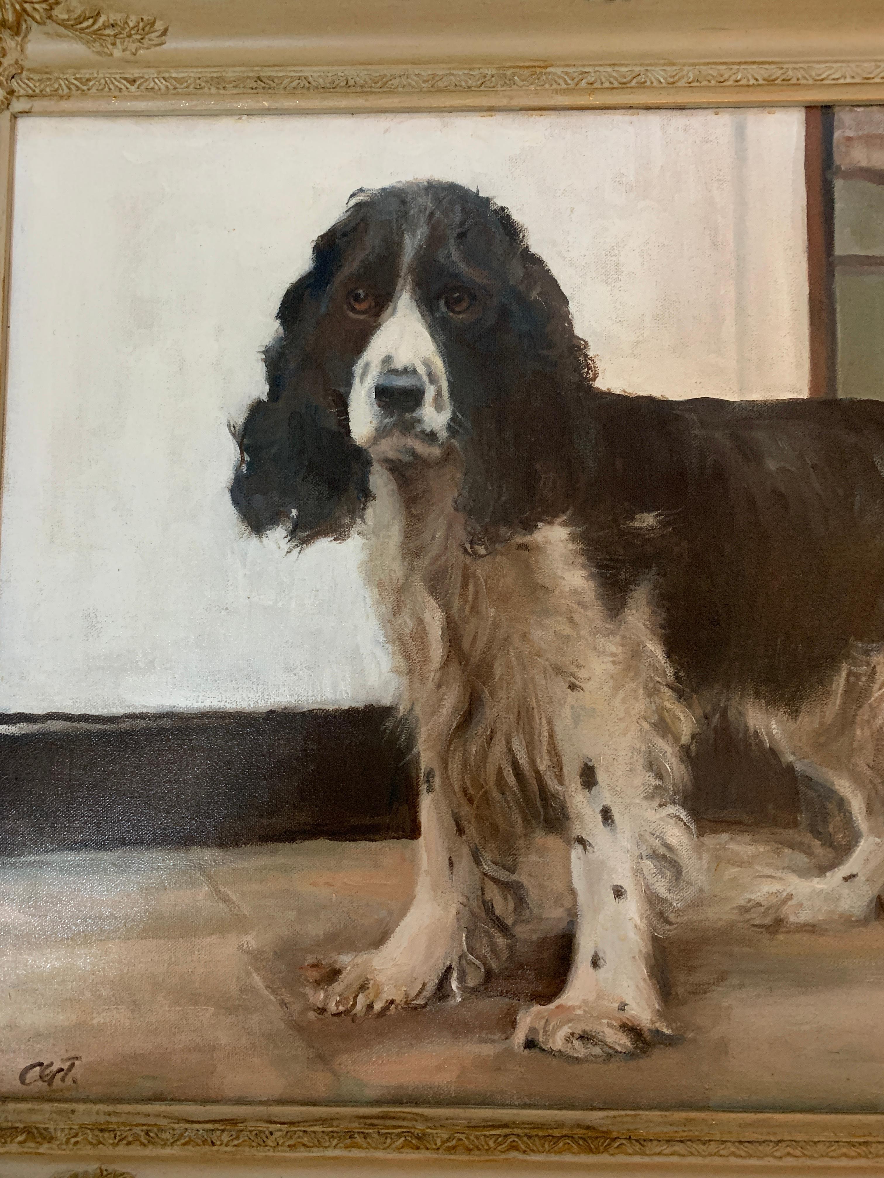 20th century English portrait of a standing Springer Spaniel dog. 1