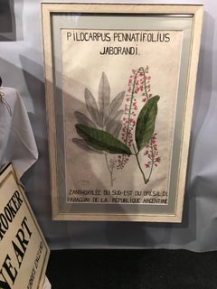Belgium or French Watercolor studies of botanical flowers from an University