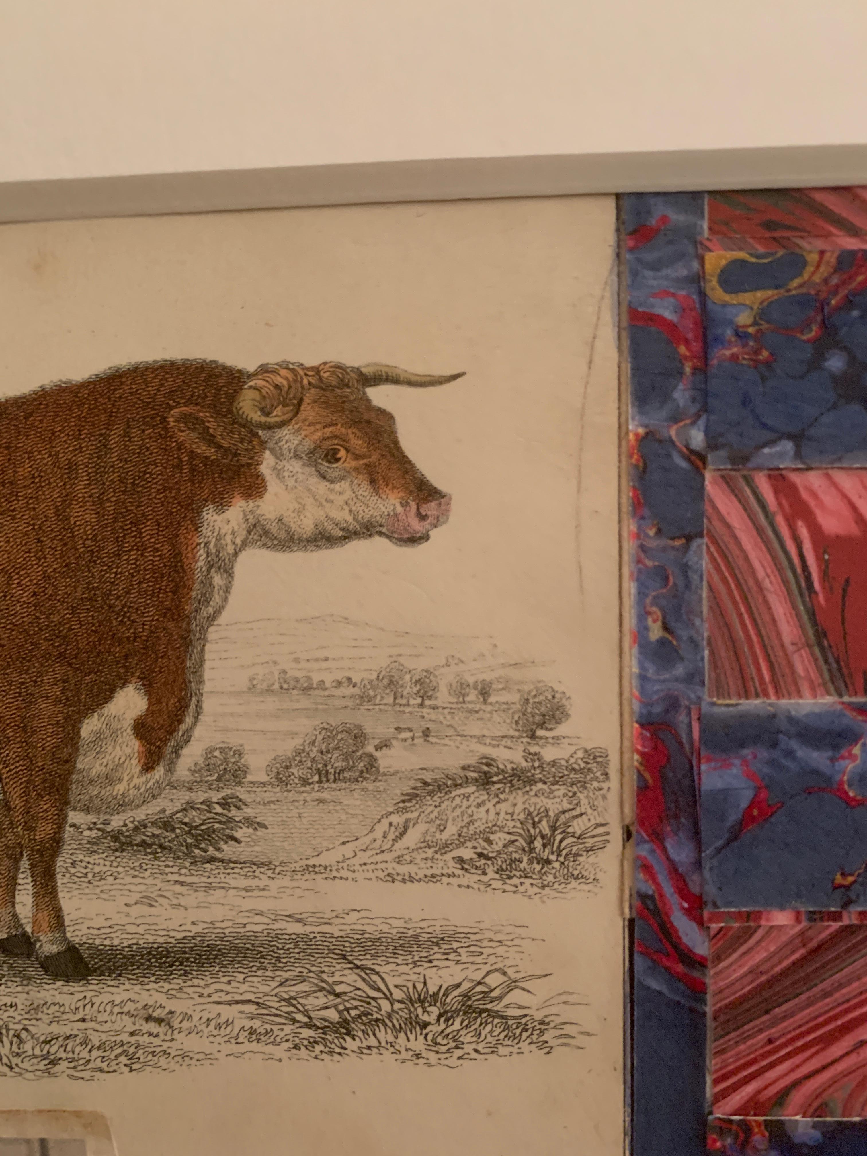 Collage de drapeaux américains avec une gravure colorée à la main du 19e siècle représentant une vache en vente 1