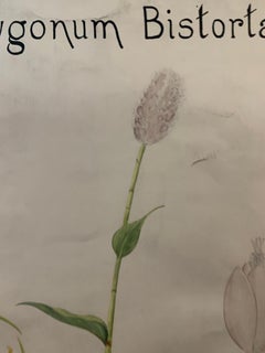 Early 20th C French Watercolor, botanical flowers from an University collection