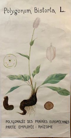 Early 20th C French Watercolor, botanical flowers from an University collection