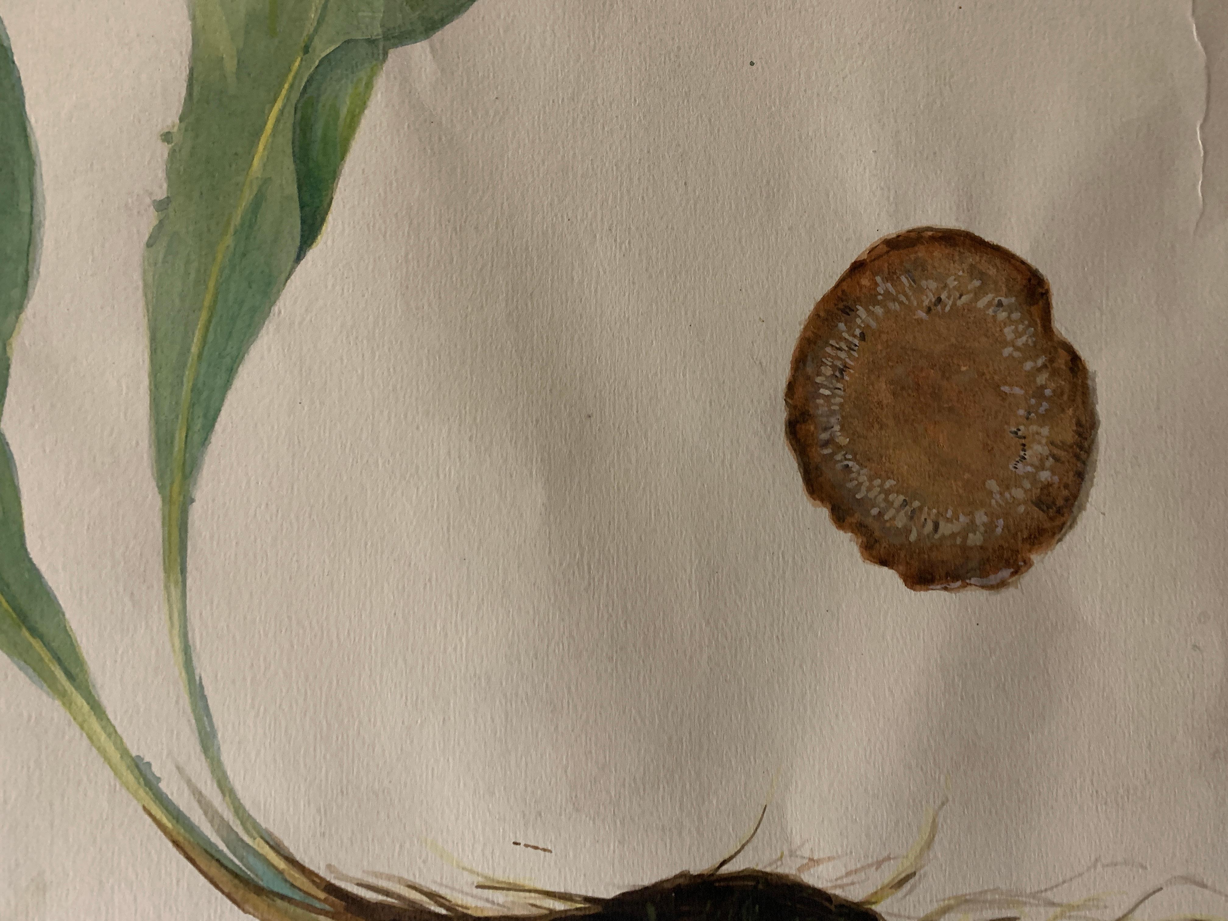 Acuarela francesa de principios del siglo XX, flores botánicas de una colección universitaria en venta 1