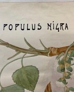 Aquarelle française du début du 20e siècle, fleurs botaniques provenant d'une collection de l'université