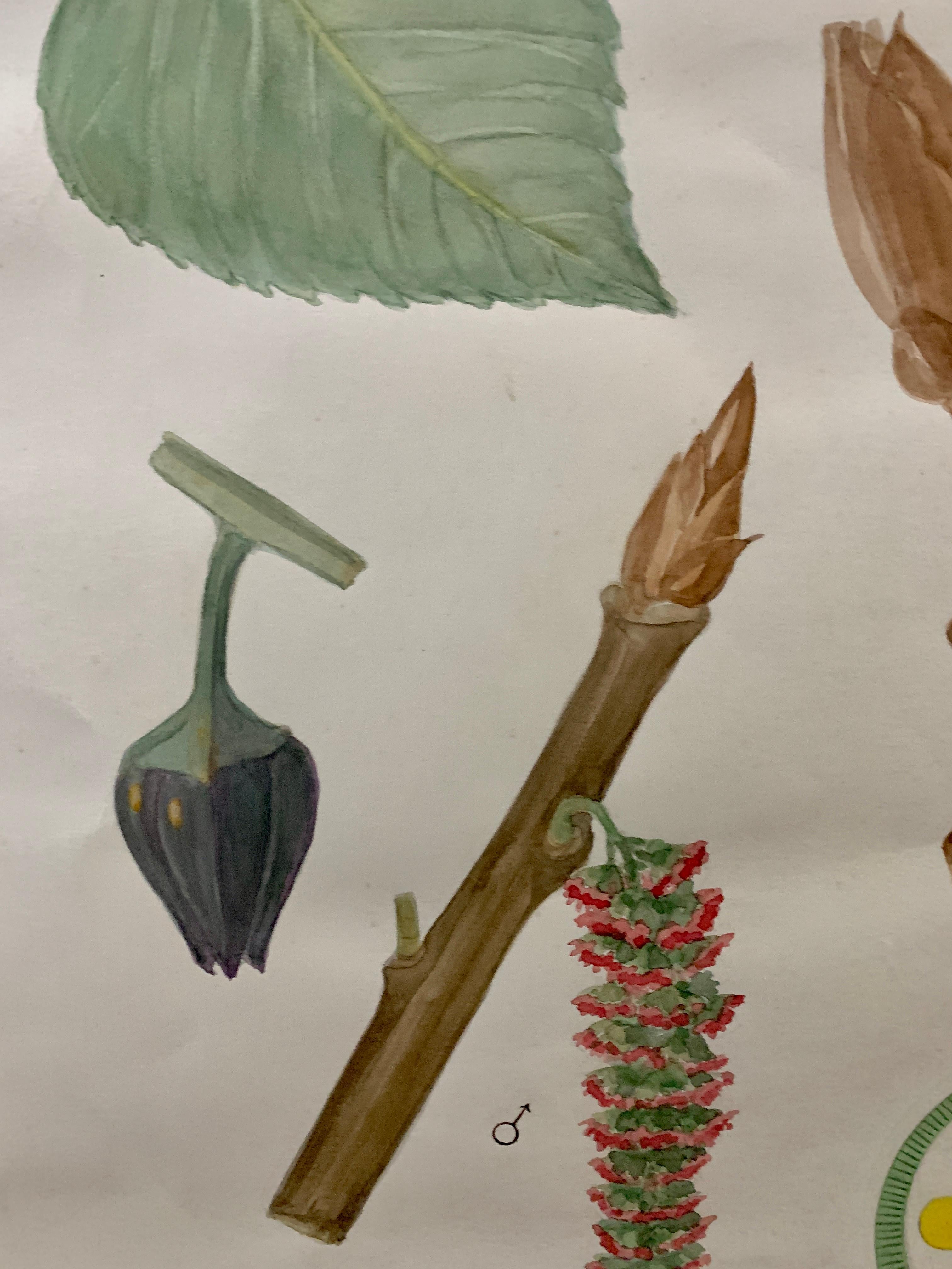 Wonderful watercolor depicting a plant/flower. These were used at a Belgium University to teach the students about botany. Dating from the early 20th century. They are watercolor on think canvas edged paper.

The style of the script is between Art