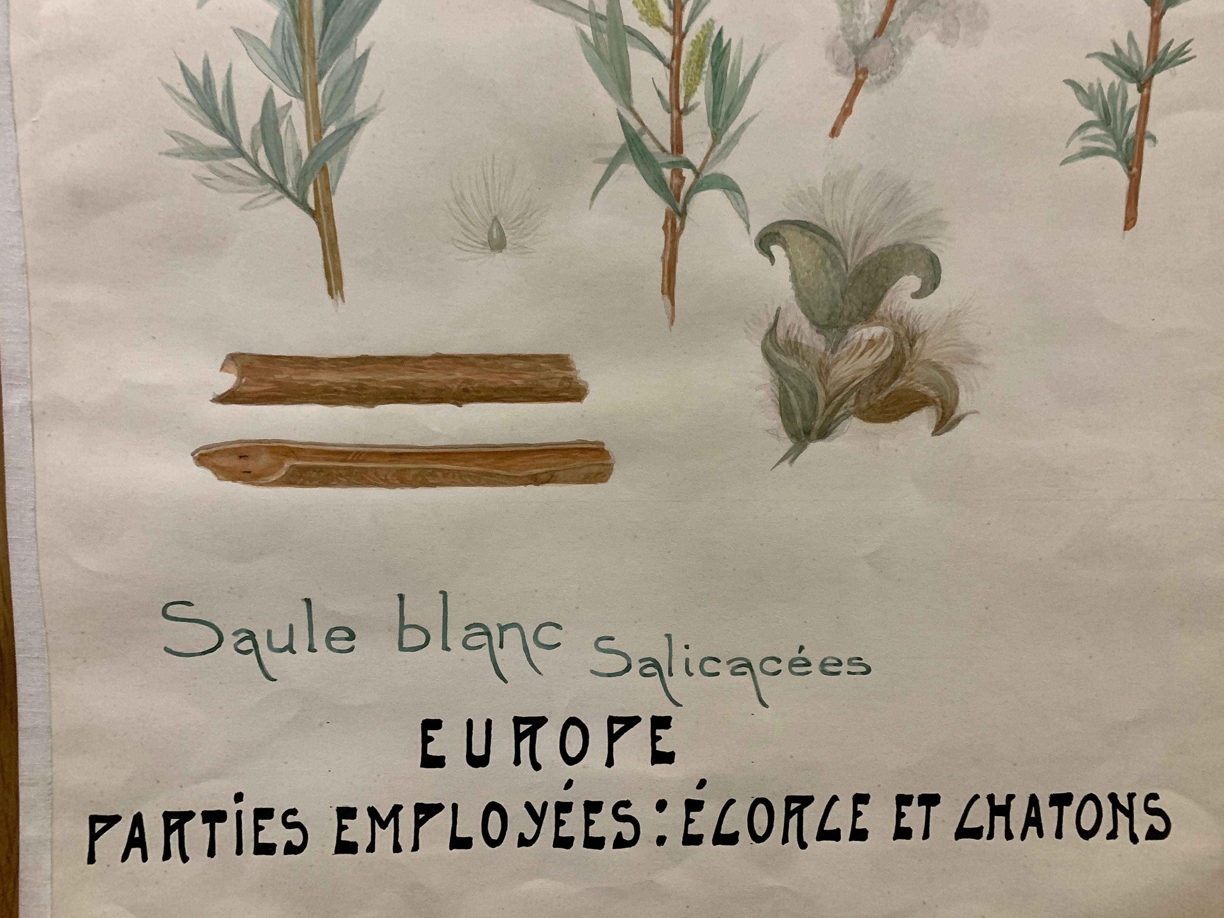 Wonderful watercolor depicting a plant/flower. These were used at a Belgium University to teach the students about botany. Dating from the early 20th century. They are watercolor on think canvas edged paper.

The style of the script is between Art