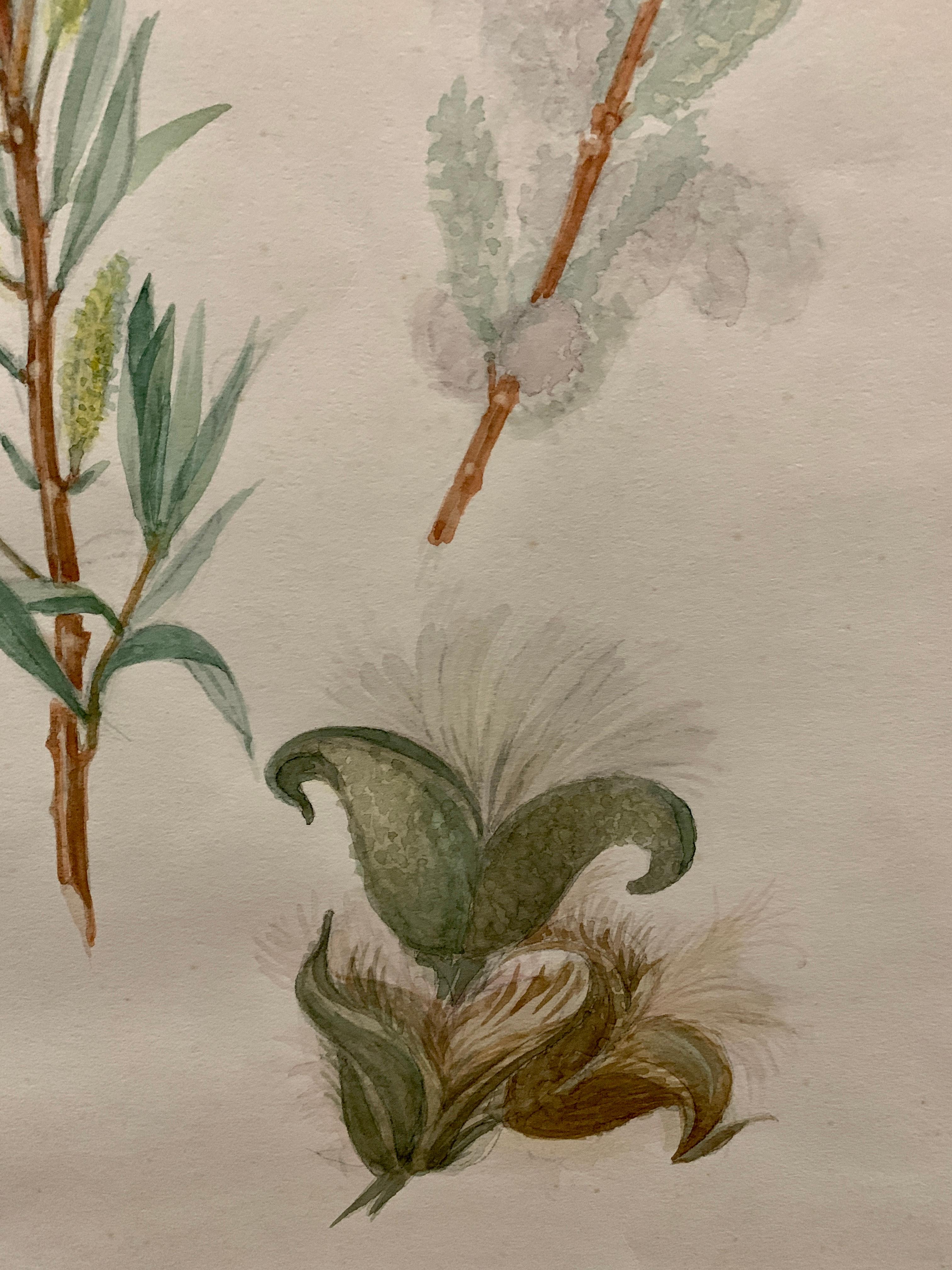 Early 20th C French Watercolor, botanical flowers from an University collection 1
