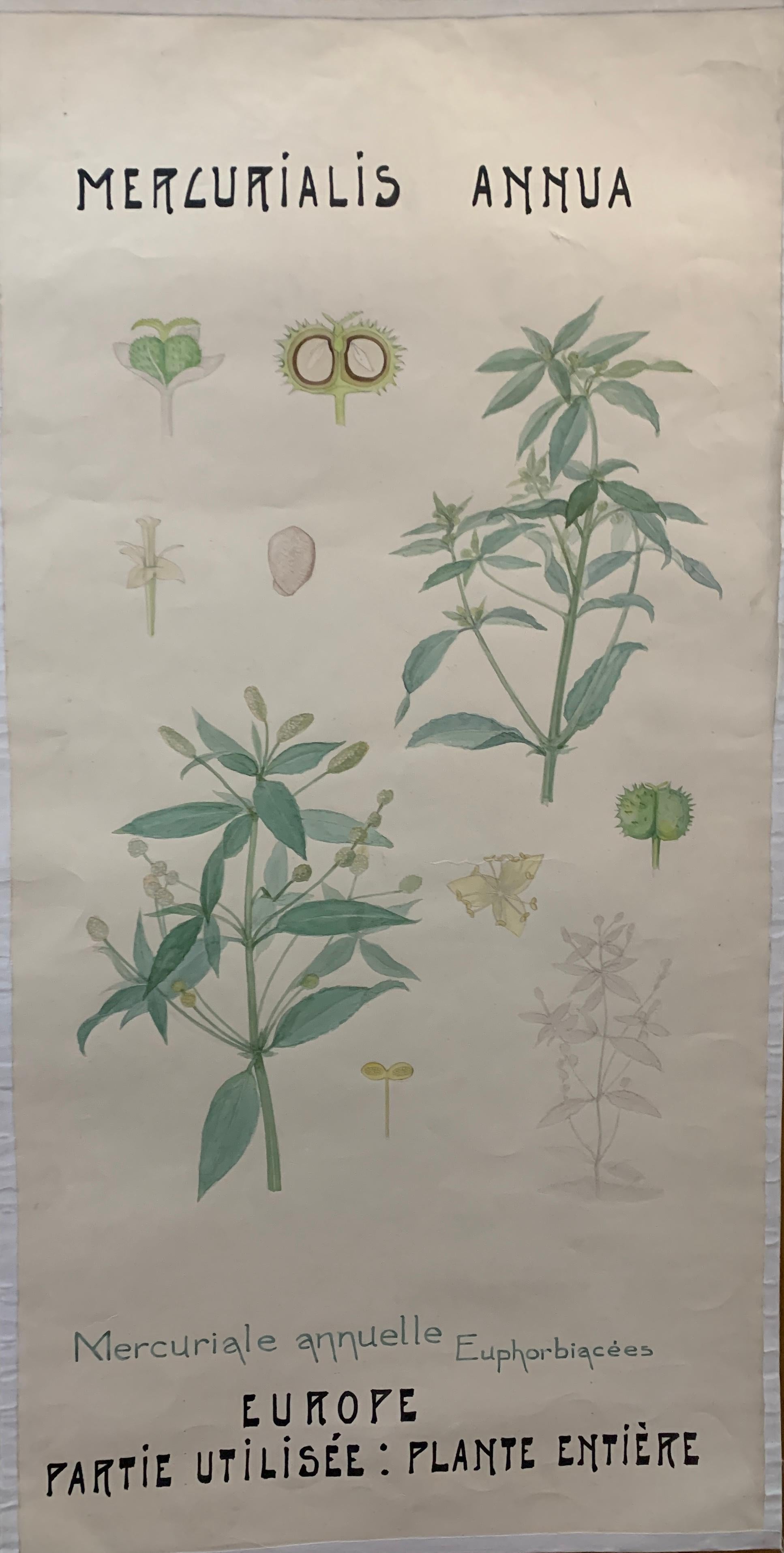 Französisches Aquarell des frühen 20. Jahrhunderts, botanische Blumen aus einer Universitätssammlung