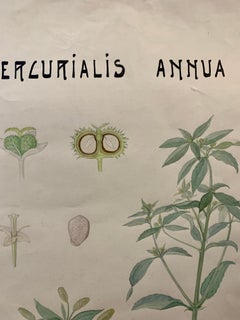Early 20th C French Watercolor, botanical flowers from an University collection