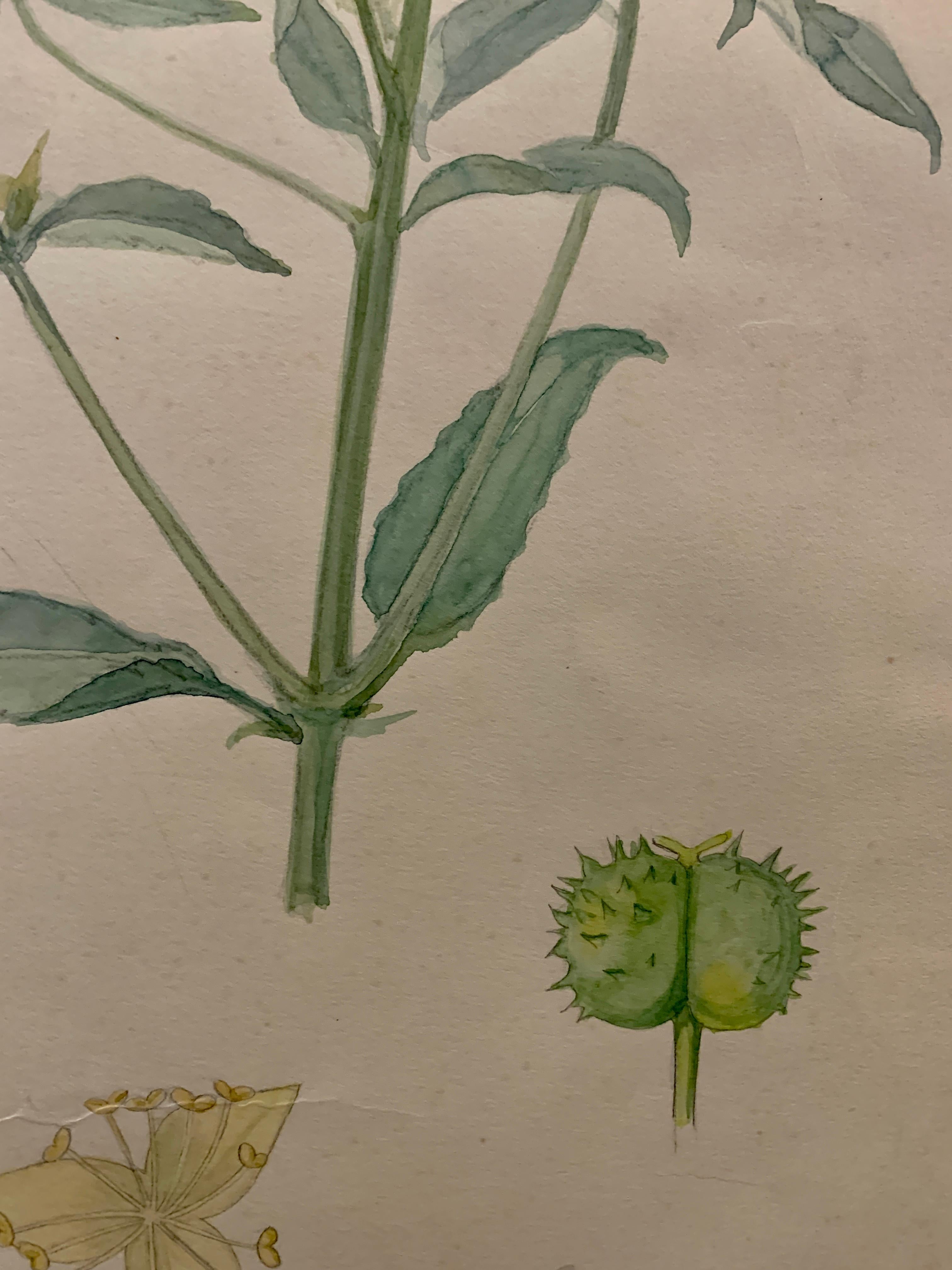 Early 20th C French Watercolor, botanical flowers from an University collection - Black Still-Life by French early 20th century