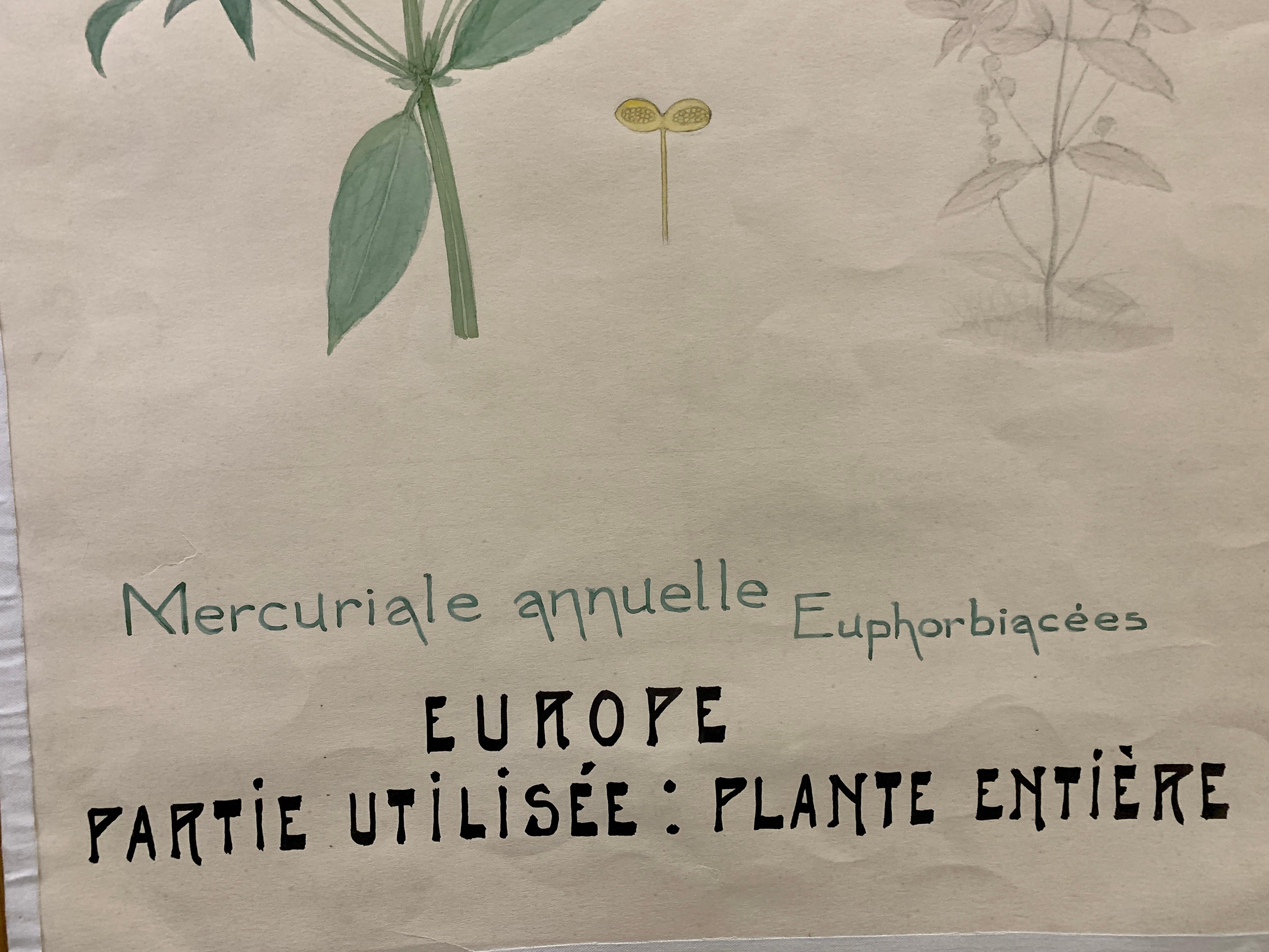 Wunderschönes Aquarell, das eine Pflanze/Blume darstellt. Diese wurden an einer belgischen Universität verwendet, um die Studenten in Botanik zu unterrichten. Aus dem frühen 20. Jahrhundert. Sie sind mit Aquarellfarben auf Papier mit Leinwandrand