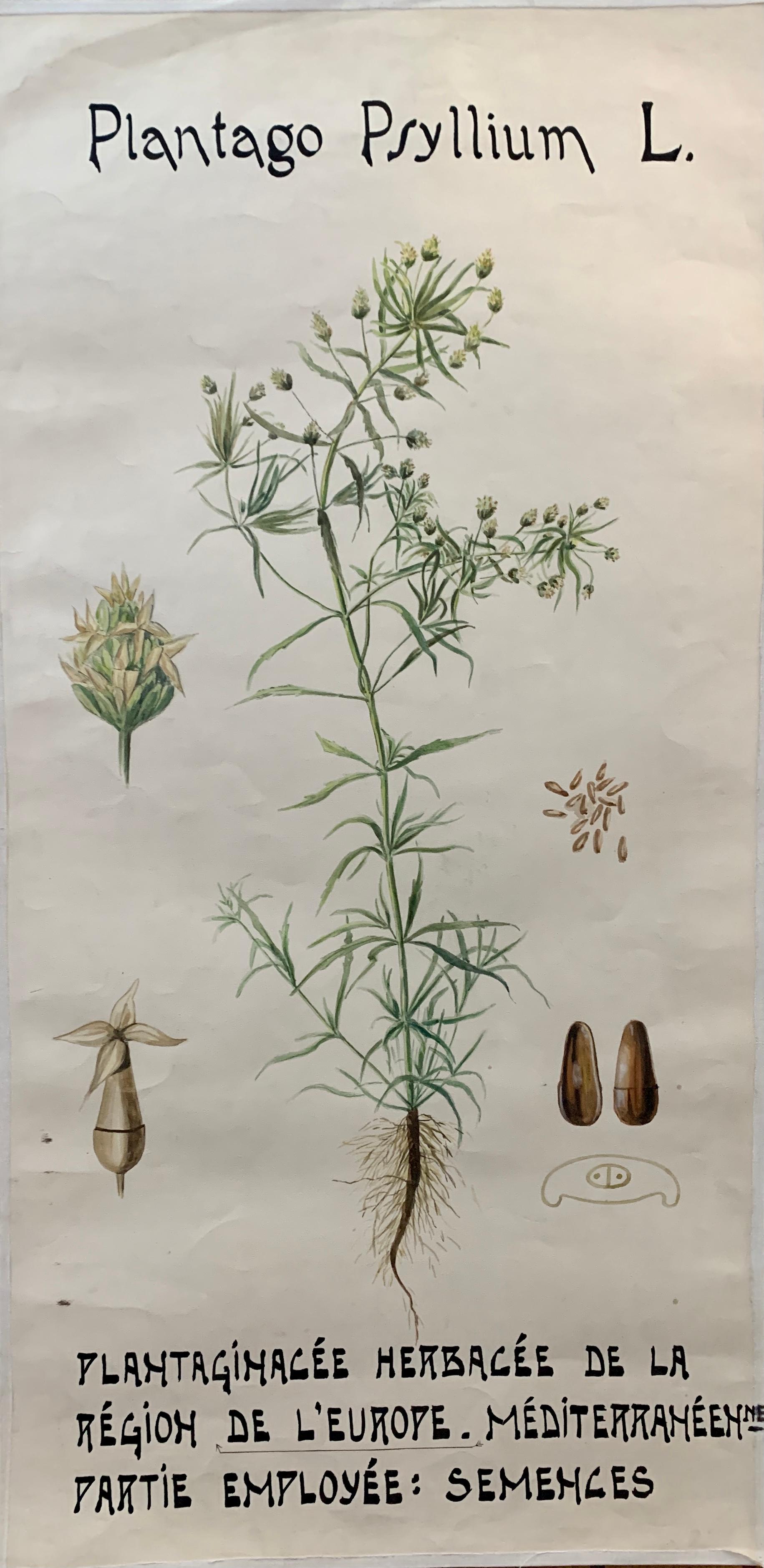 Aquarelle française du début du 20e siècle, fleurs botaniques provenant d'une collection de l'université