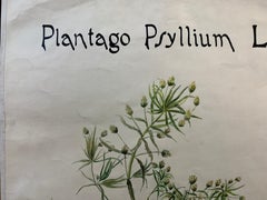 Aquarelle française du début du 20e siècle, fleurs botaniques provenant d'une collection de l'université