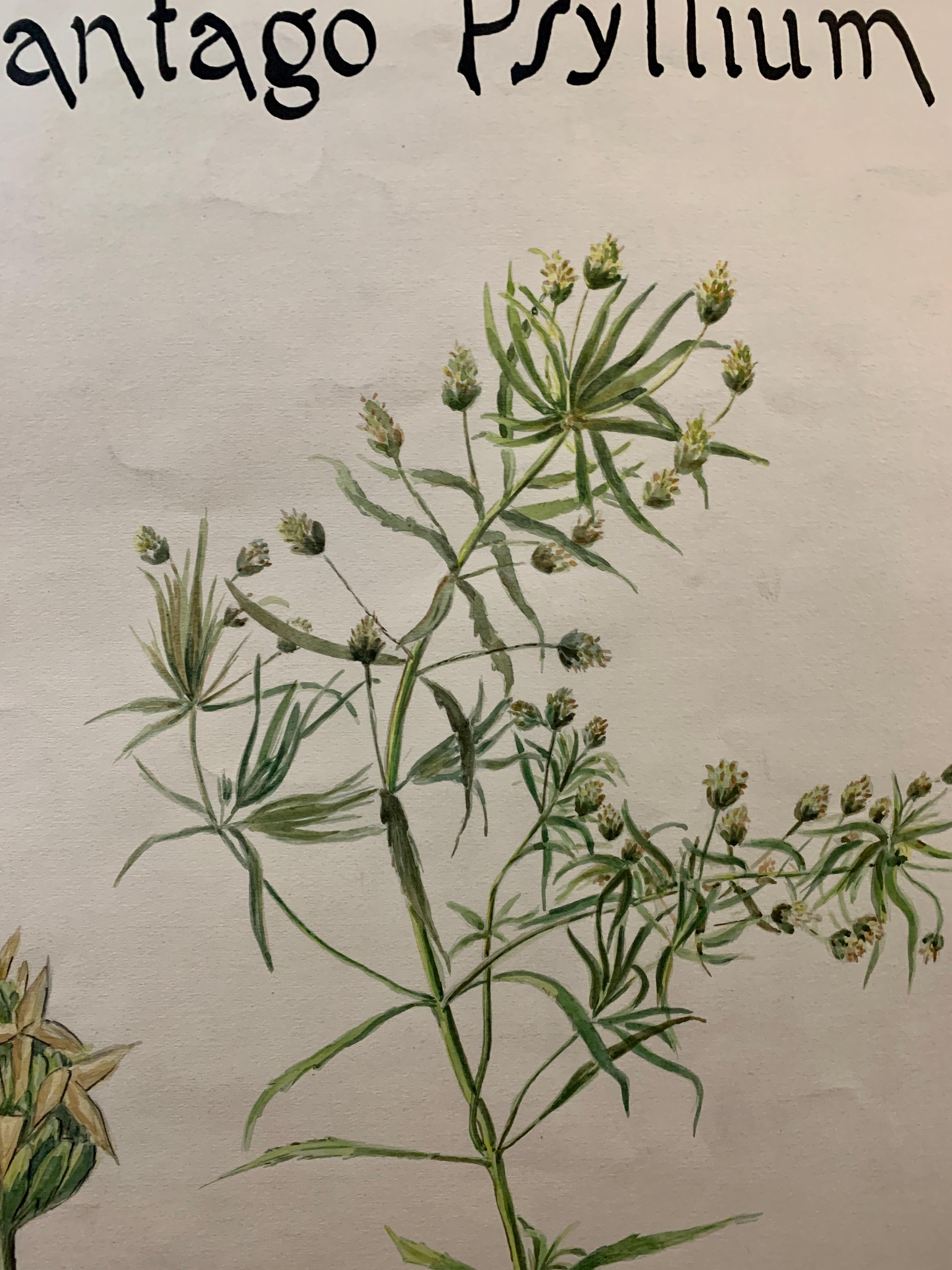 Aquarelle française du début du 20e siècle, fleurs botaniques provenant d'une collection de l'université - Art nouveau Art par Unknown