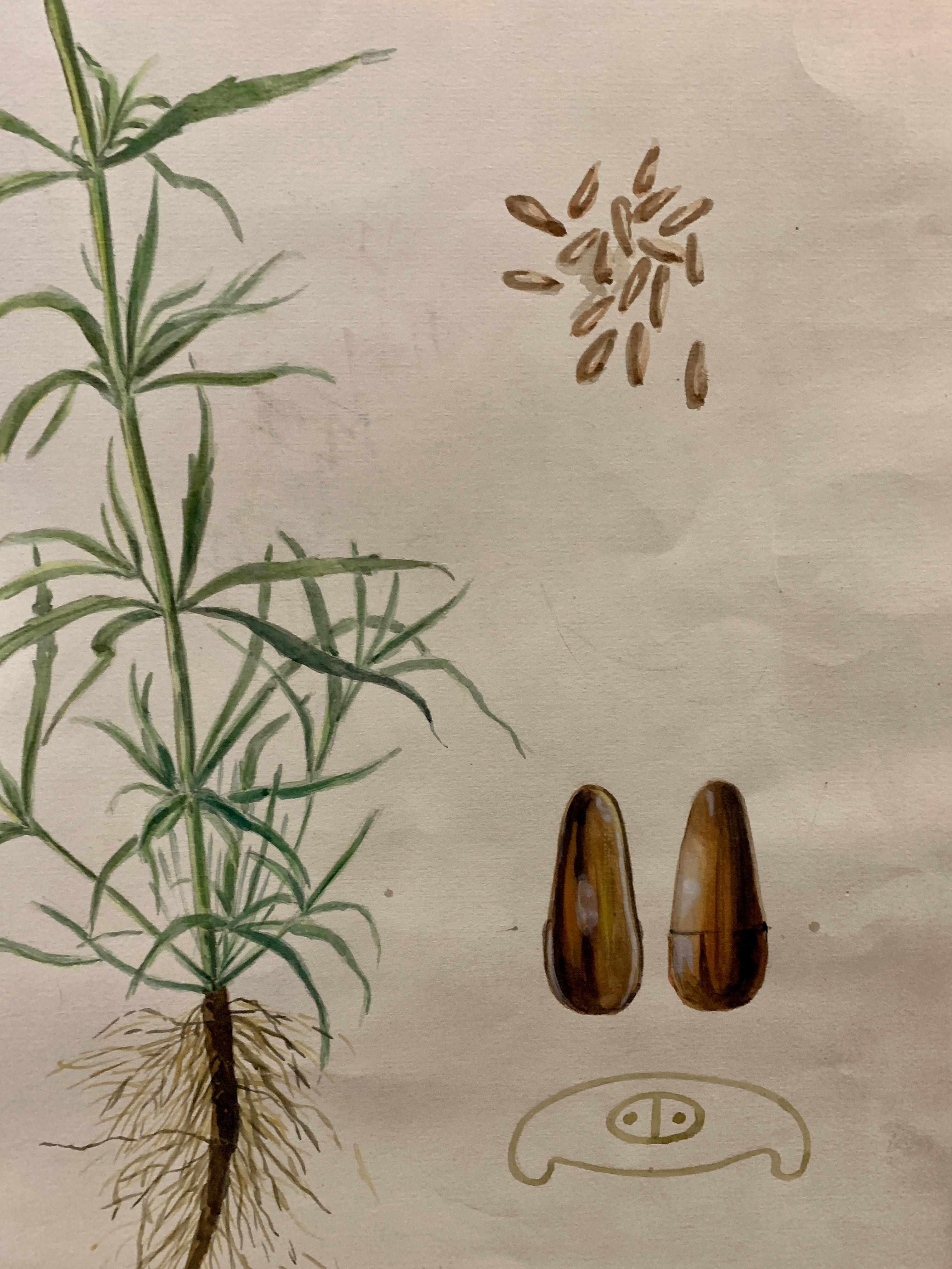 Wonderful watercolor depicting a plant/flower. These were used at a Belgium University to teach the students about botany. Dating from the early 20th century. They are watercolor on think canvas edged paper.

The style of the script is between Art