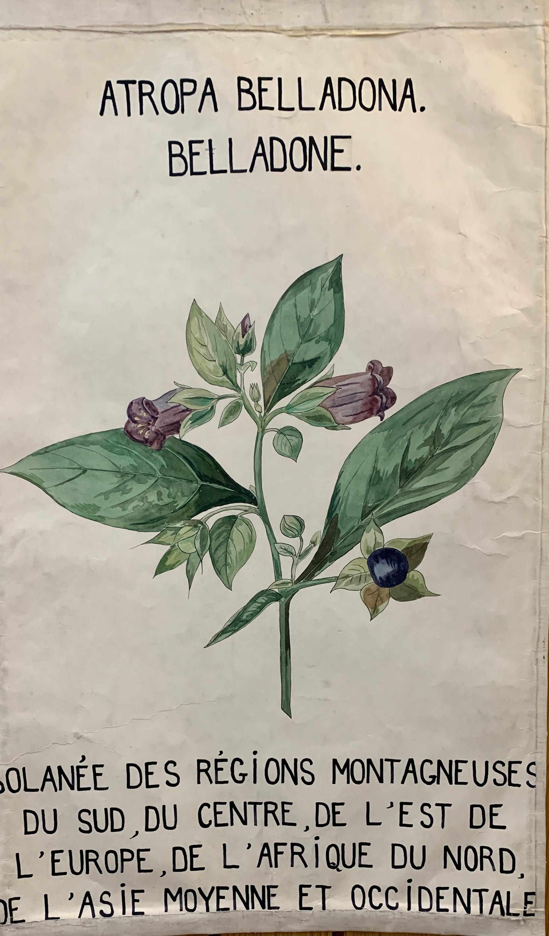 French early 20th century Still-Life Painting - Early 20th C French Watercolor, botanical flowers from an University collection