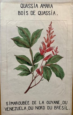 Early 20th C French Watercolor, botanical flowers from an University collection