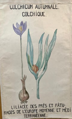 Early 20th C French Watercolor, botanical flowers from an University collection