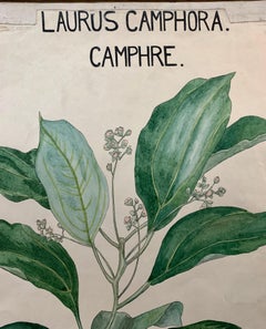 Early 20th C French Watercolor, botanical flowers from an University collection