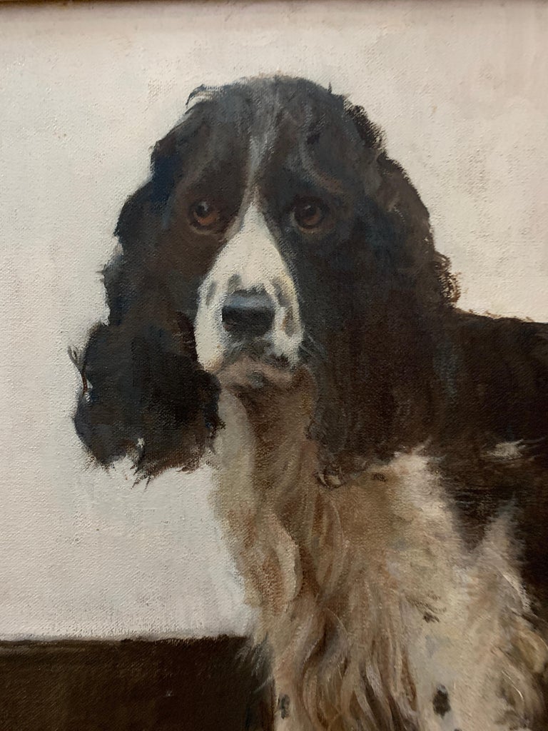 20th century English portrait of a standing Springer Spaniel dog. - Painting by Campbell Trotman
