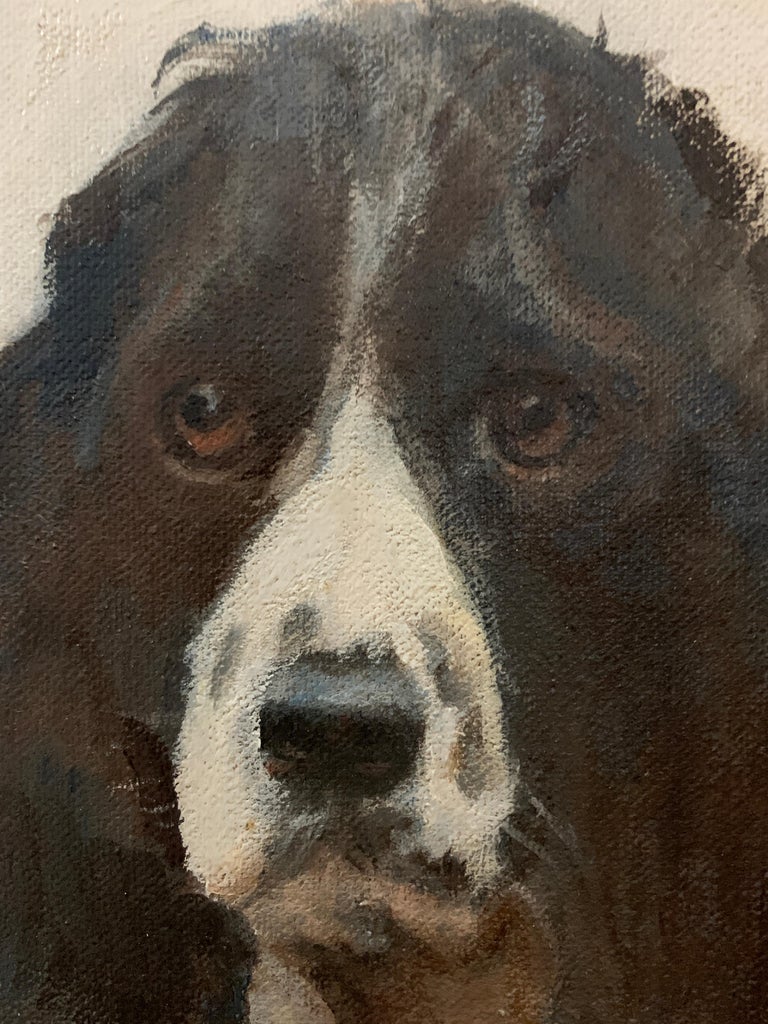 20th century English portrait of a standing Springer Spaniel dog. - Brown Animal Painting by Campbell Trotman