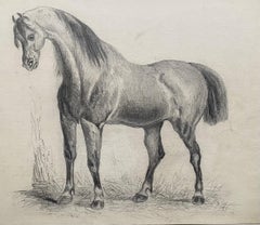 Fine Early 19th Century Classical Horse Study