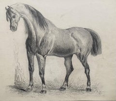 Antique Fine Early 19th Century Classical Horse Study