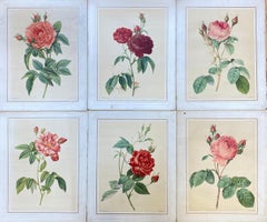La Redoute French Vintage Set of 6 Roses Flower Prints - Ideal Interiors Set