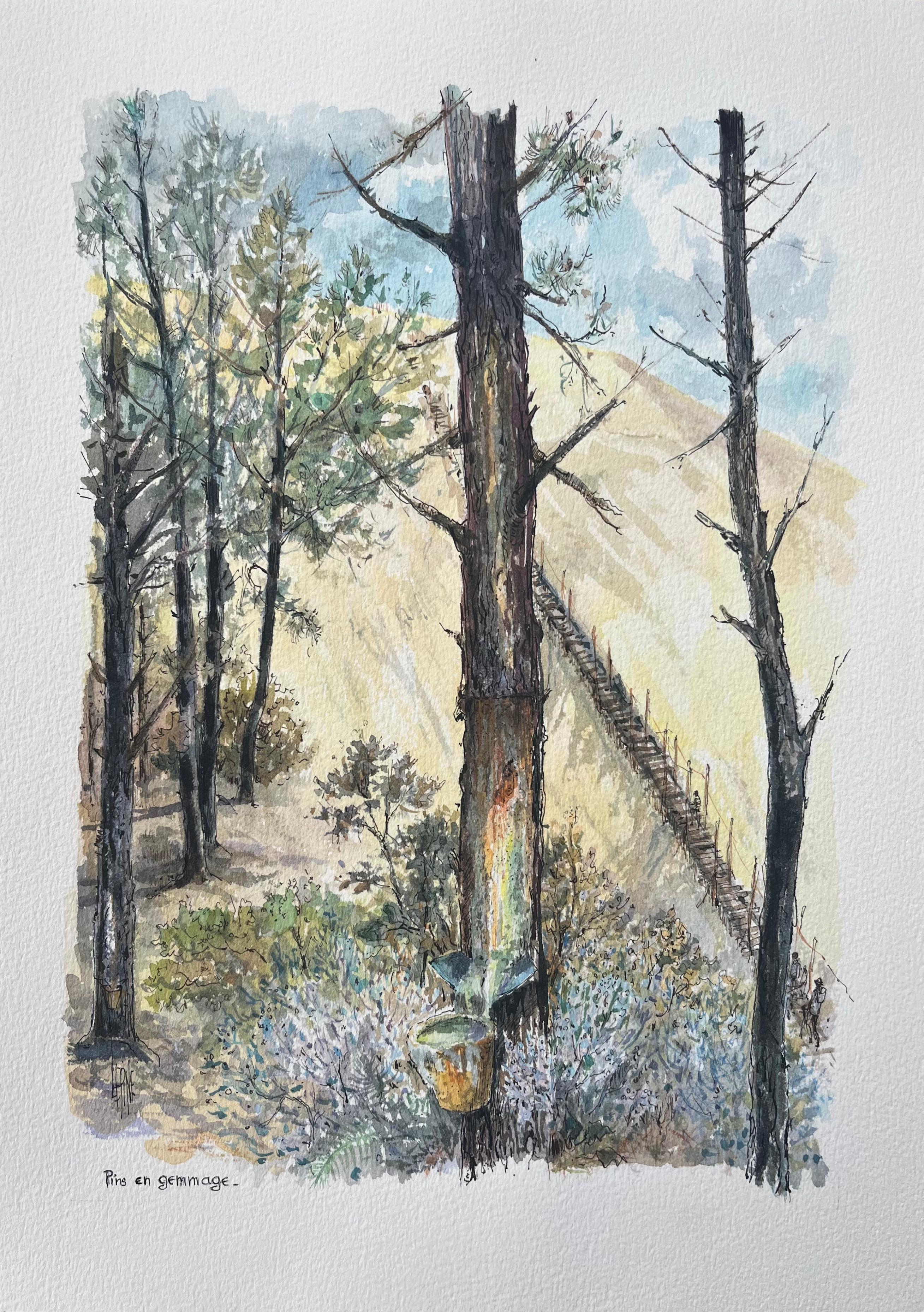 Aquarelle française d'une épingle en gemmage dans des dunes forestières