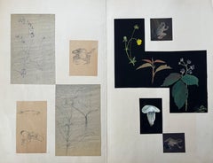Botanical and Zoological Studies - Mixed Media Sketches and Paintings