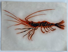 Illustration vintage de crevette, dessin au marqueur, orange et noir, œuvre d'art marine