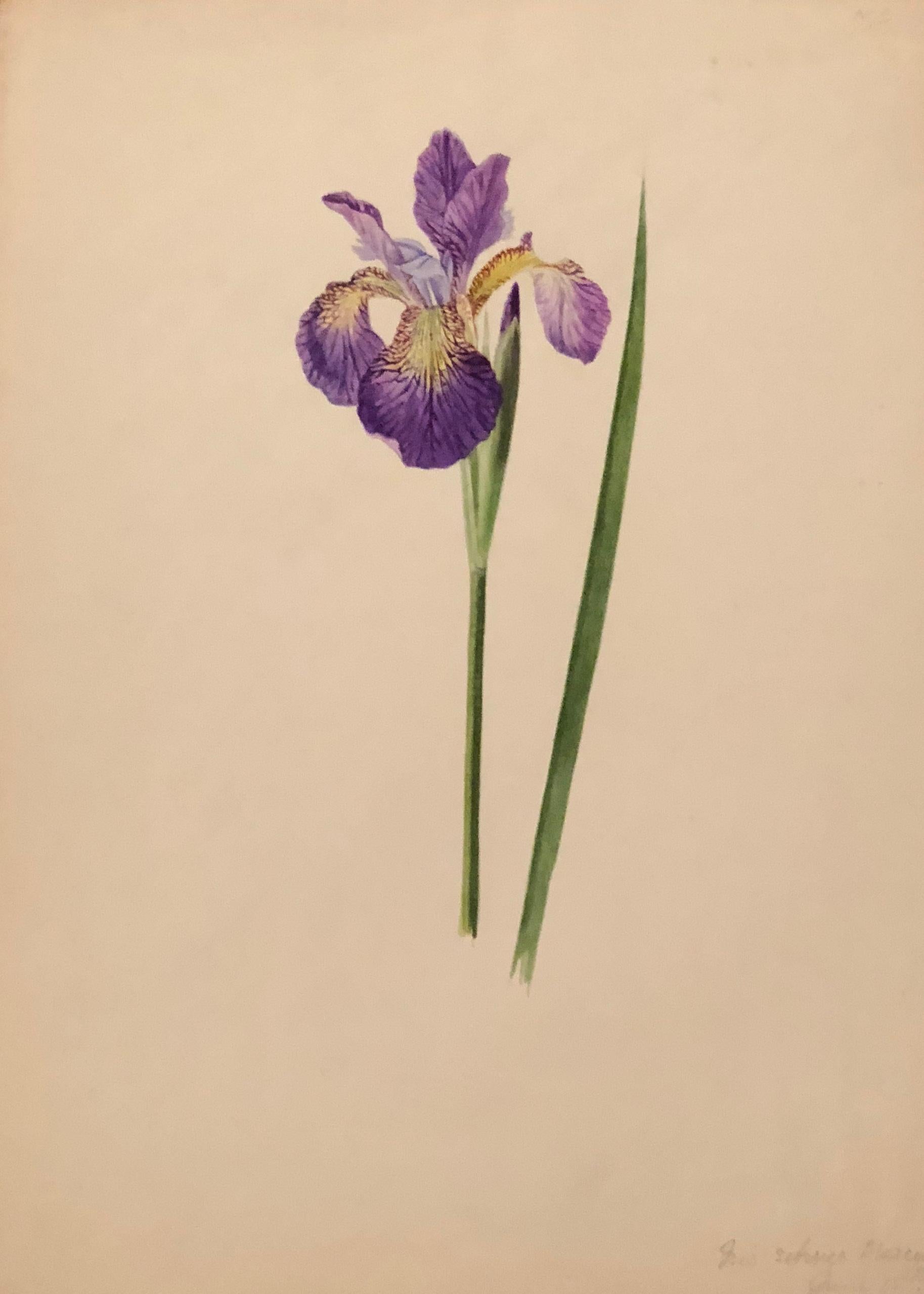 Dorothy Fitchew Original English Botannical Watercolour Drawing, 1950